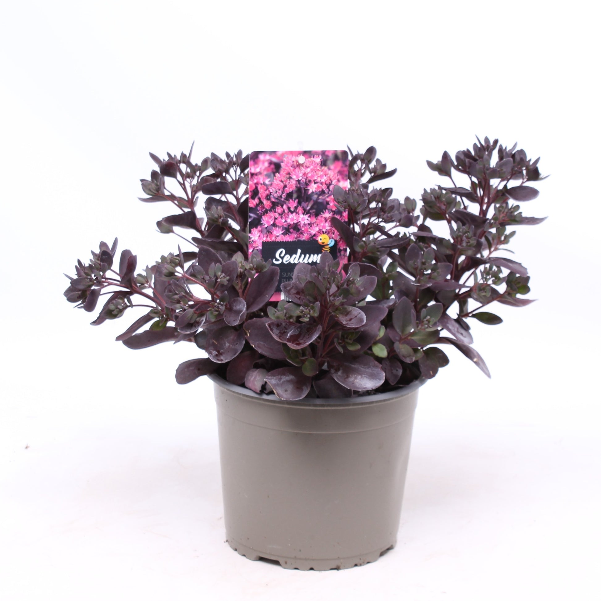 Sedum Plum Dazzled 30cm 19cm Pot
