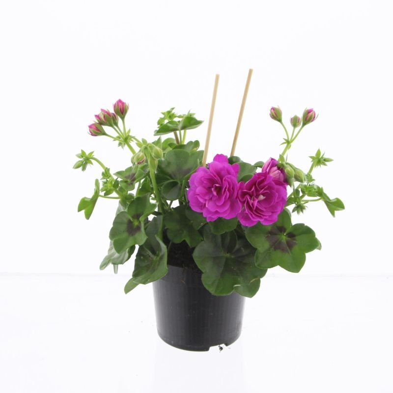 Pelargonium pelt. double purple 25cm 510cm Pot