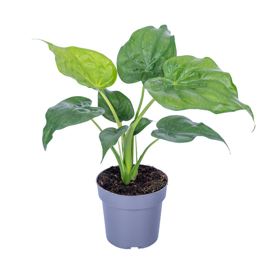 Alocasia cucullata 65cm 17cm Pot