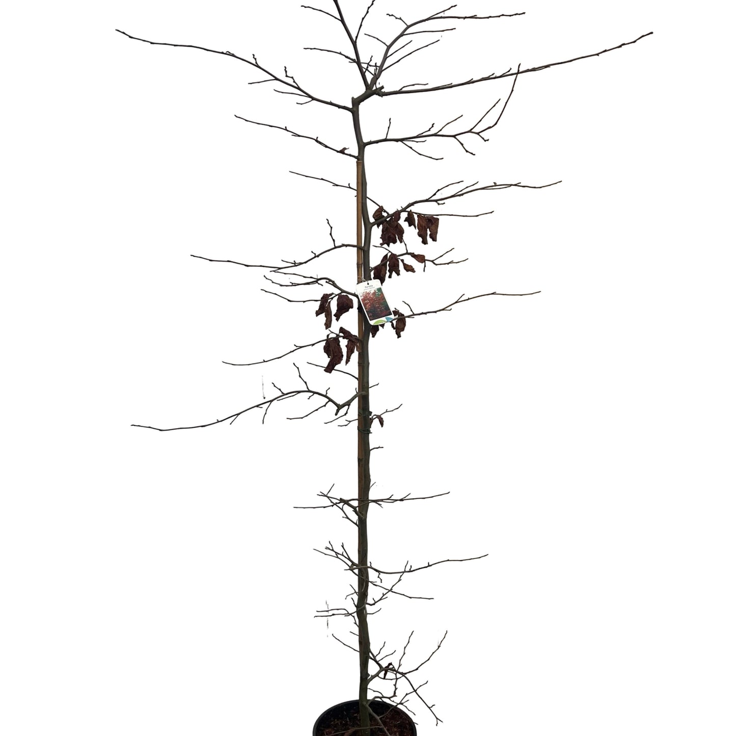 Parrotia persica 220cm 32cm Pot