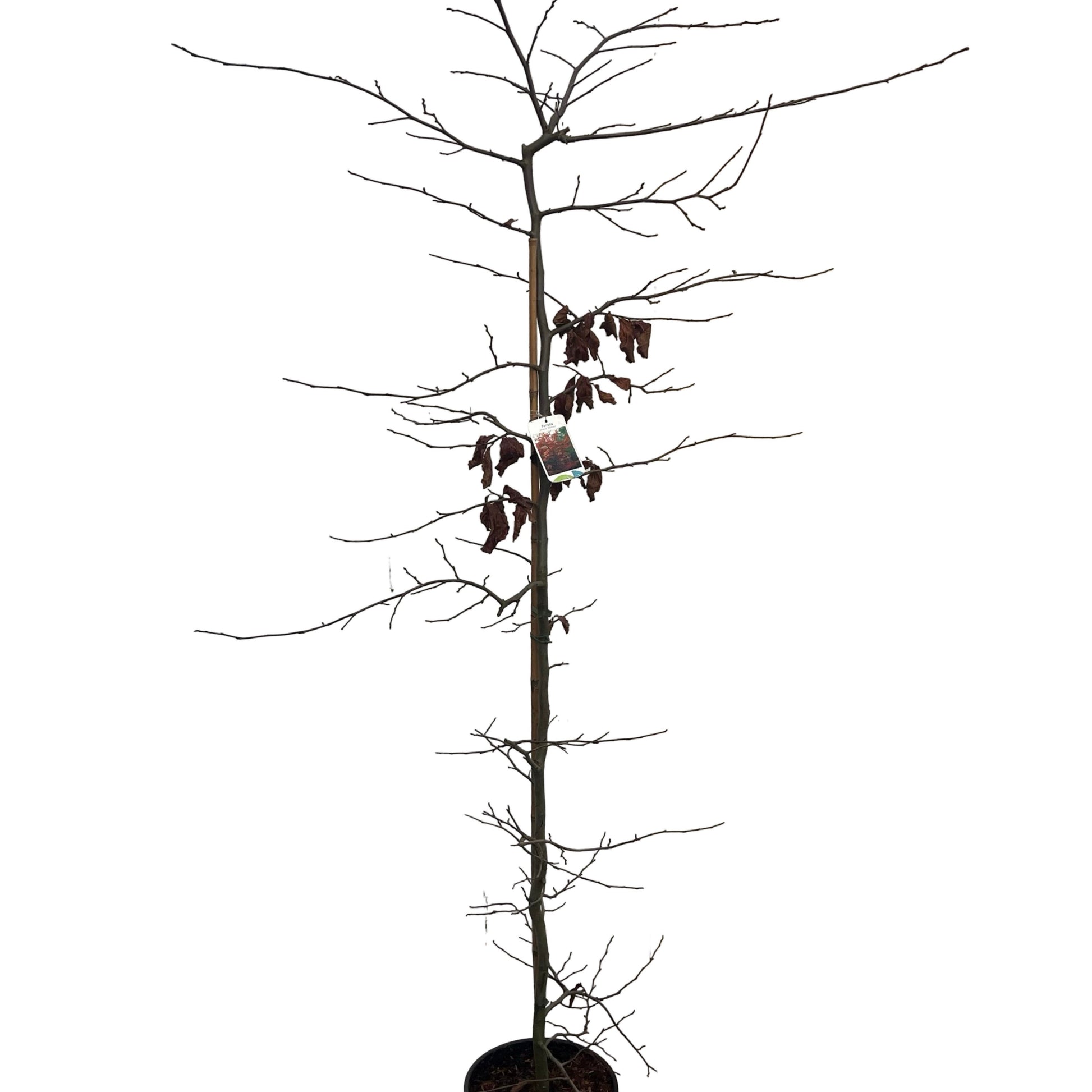 Parrotia persica 220cm 32cm Pot
