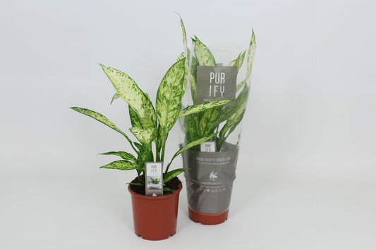 Dieffenbachia Vesuvius 65cm 17cm Pot
