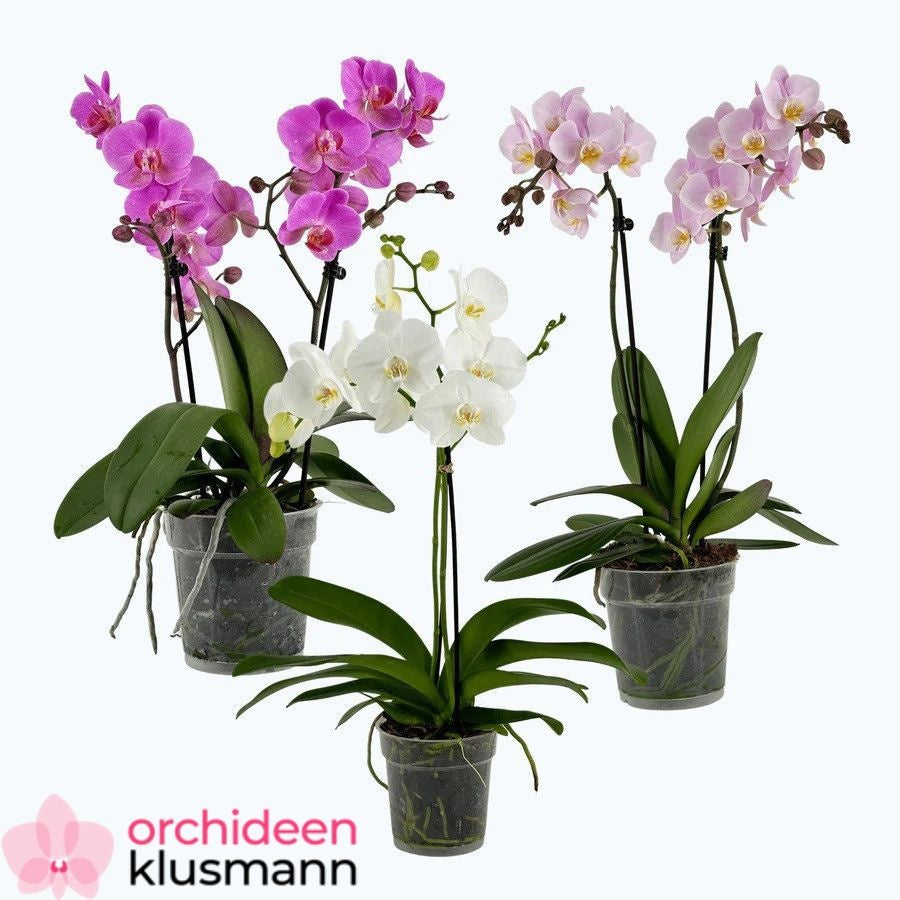 Phalaenopsis mix 30cm 12cm Pot