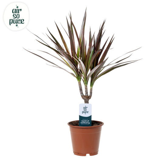 Dracaena Magenta 50cm 12cm Pot