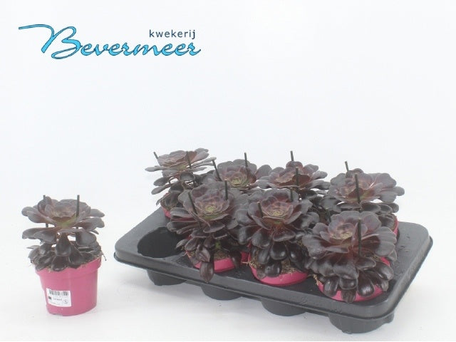 Aeonium arboreum Velours 15cm 12cm Pot