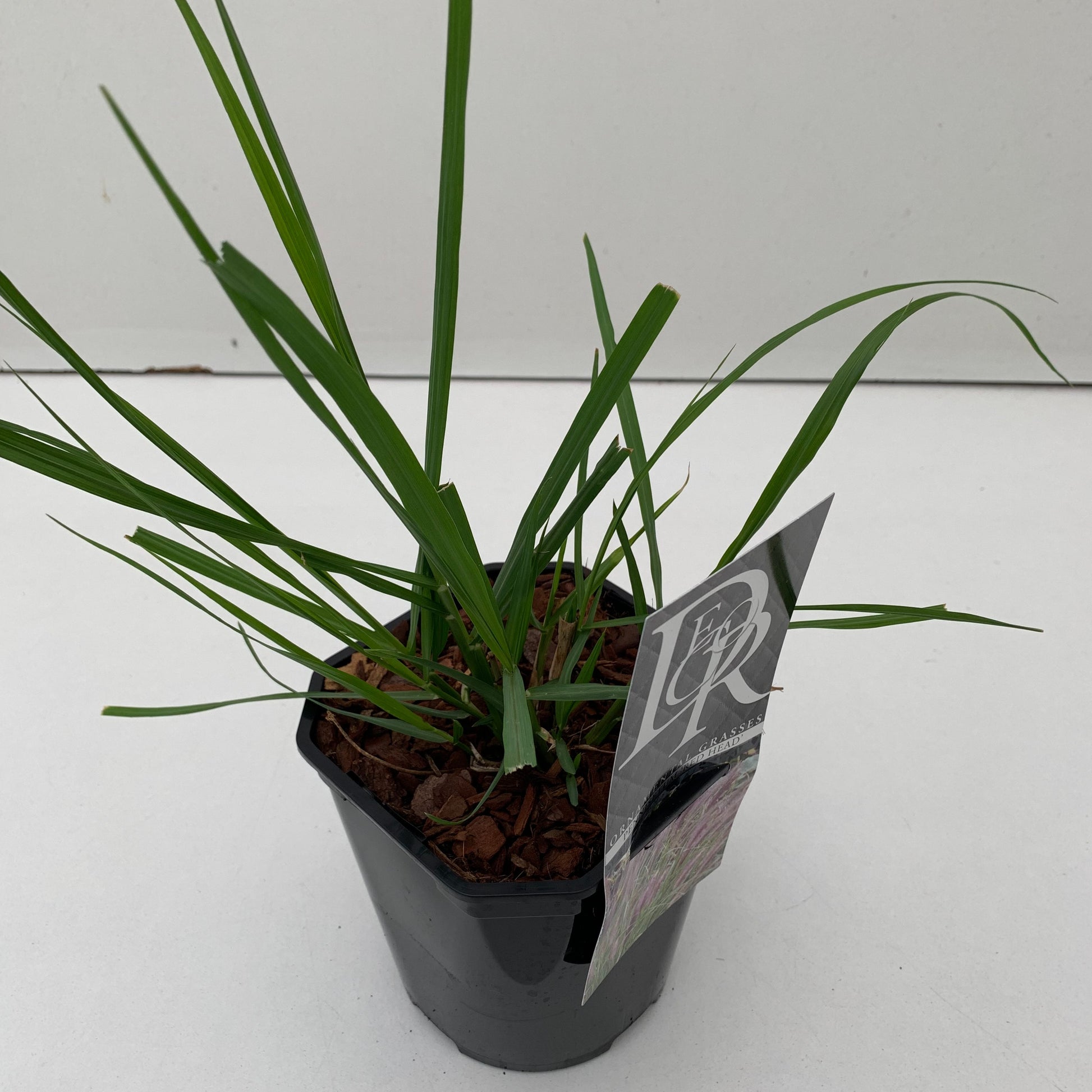 Pennisetum Red Head 30cm 17cm Pot