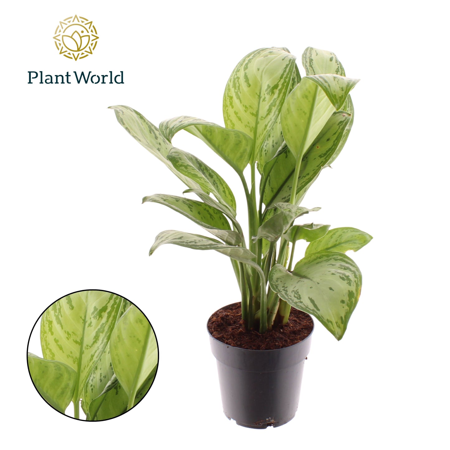 Aglaonema Maria Christina 40cm 14cm Pot