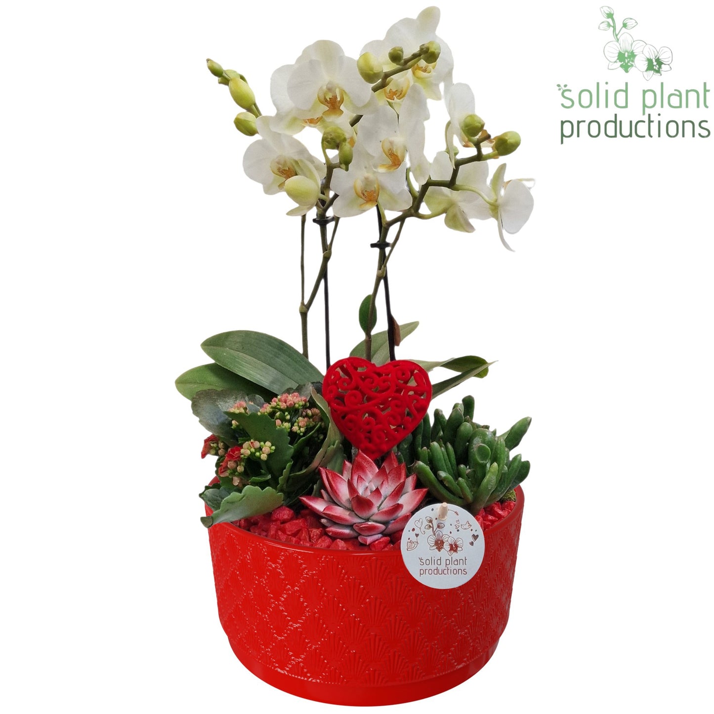 arr. Phalaenopsis PE004 RV 45cm 22cm Pot