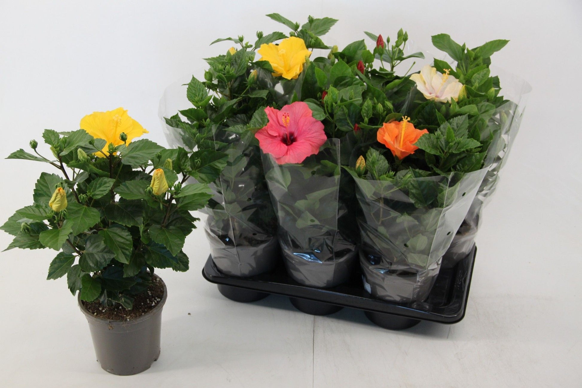 Hibiscus rosa-sinesis mix 50cm 17cm Pot