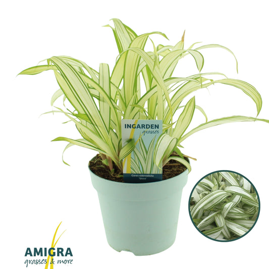Carex siderosticta 35cm 17cm Pot