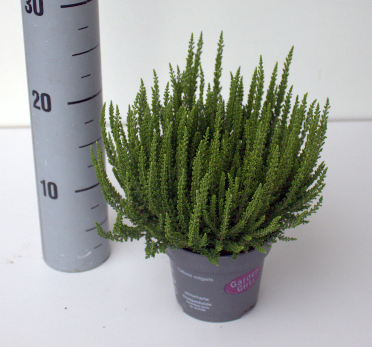 Calluna Garden Girls Ziva 25cm 12cm Pot
