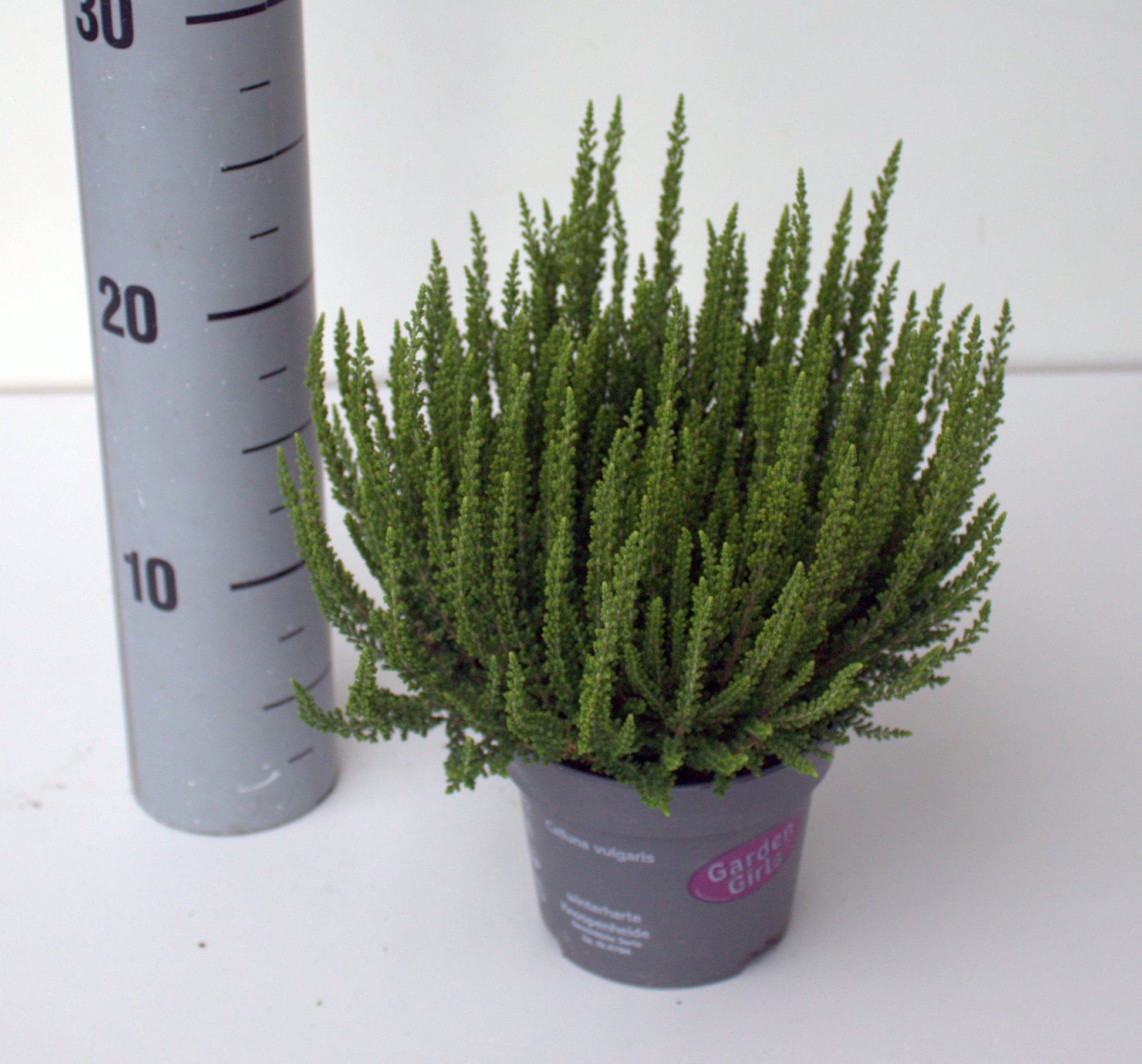 Calluna Garden Girls Ziva 25cm 12cm Pot