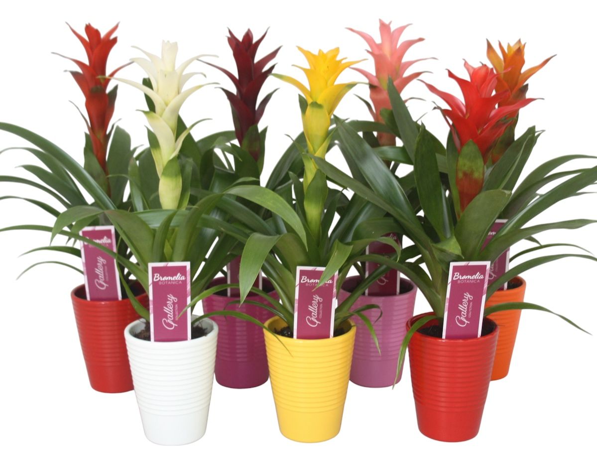 Zeestraten BV, Peter Guzmania mix Pack of 11