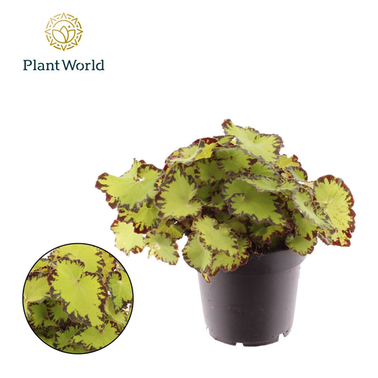 Begonia Magic Colours Jive 25cm 12cm Pot