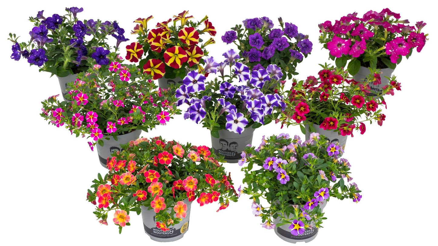 Petunia mix 20cm 13cm Pot