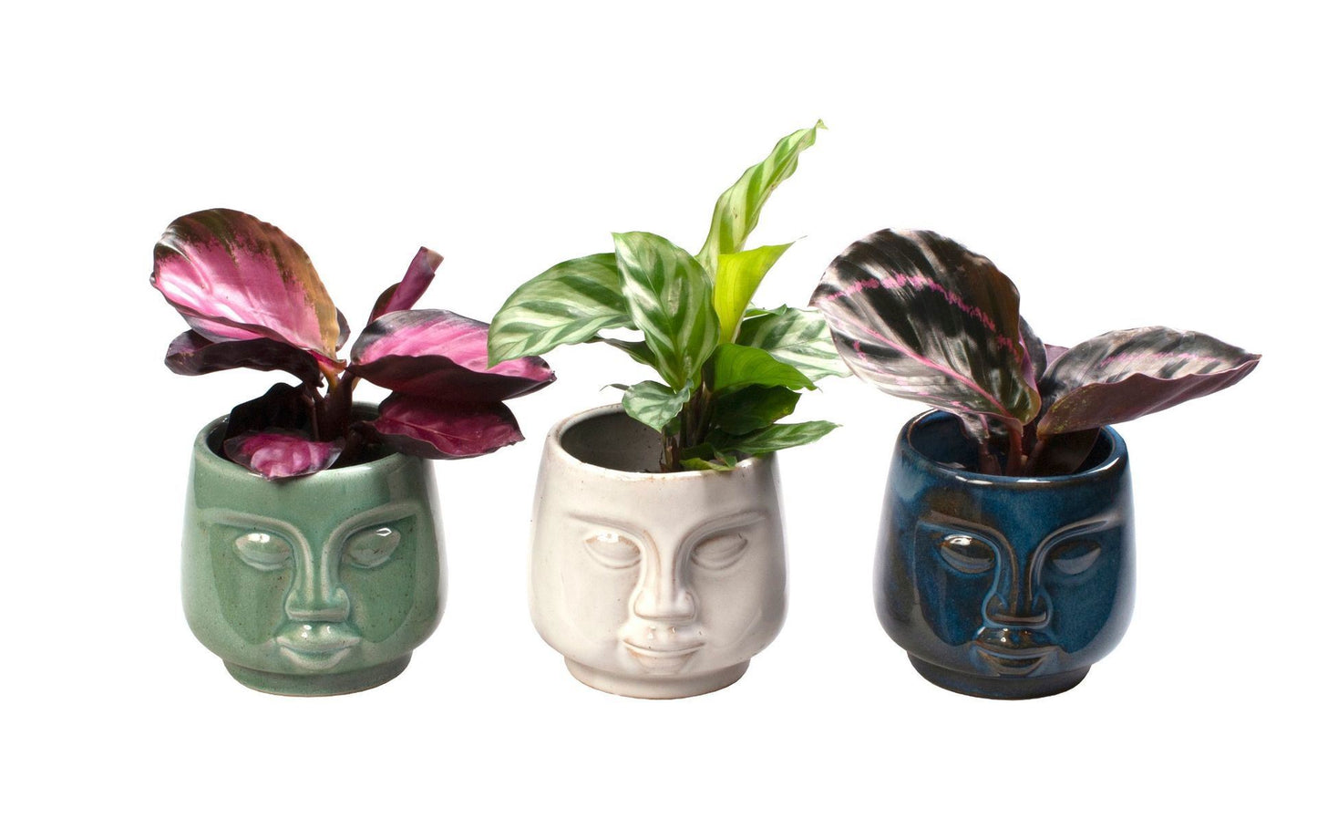 Calathea mix in face planter pot 12cm 6cm Pot
