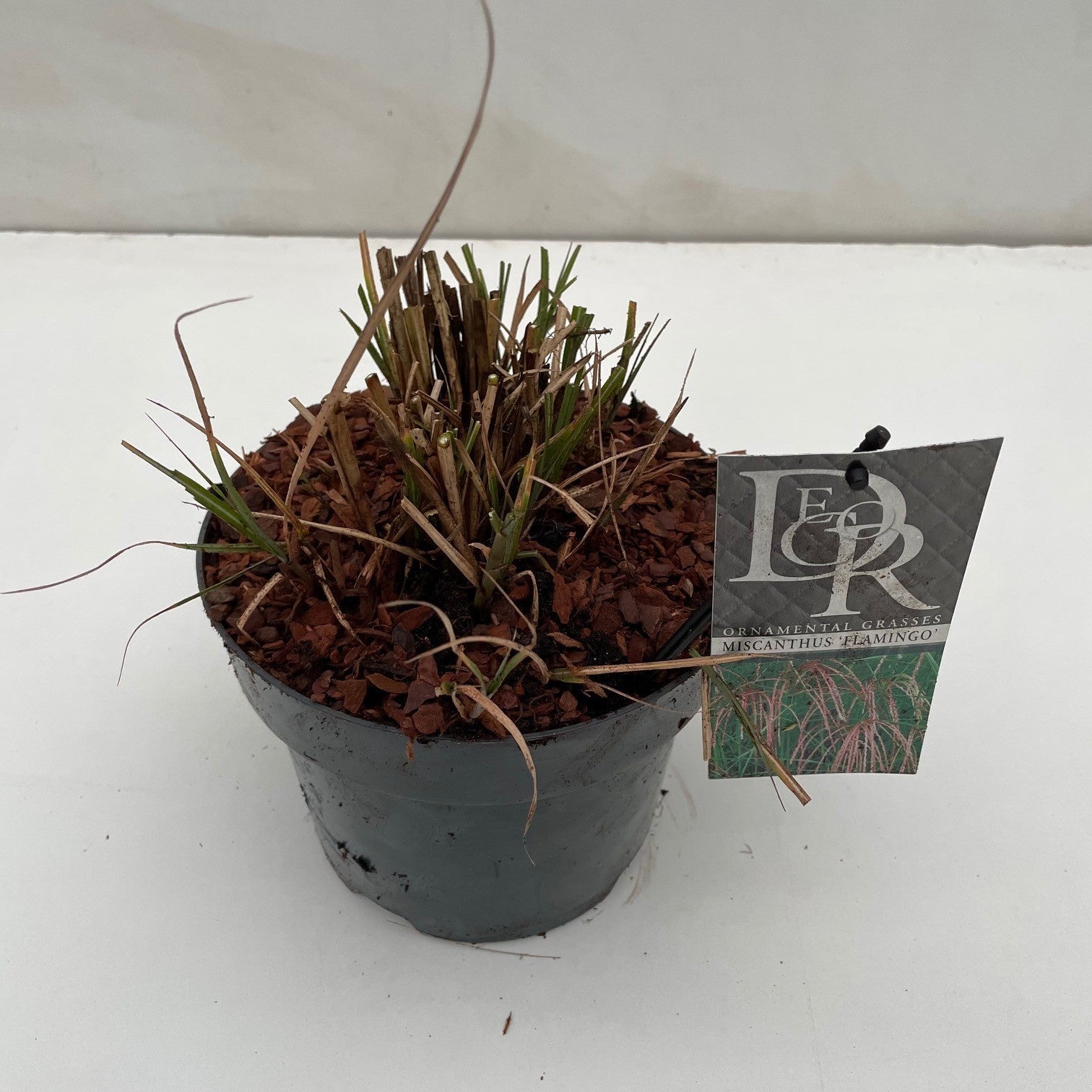 Miscanthus sin. Flamingo 50cm 19cm Pot