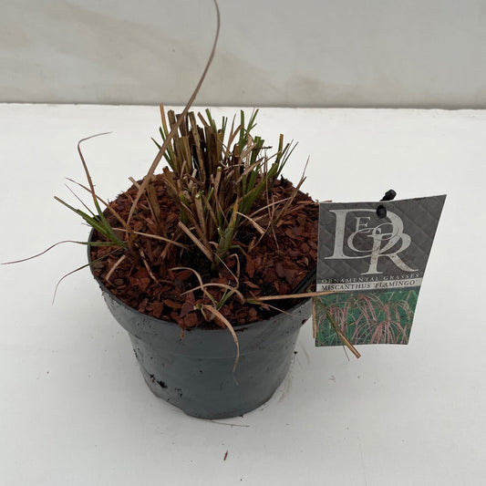 Miscanthus sin. Flamingo 50cm 19cm Pot