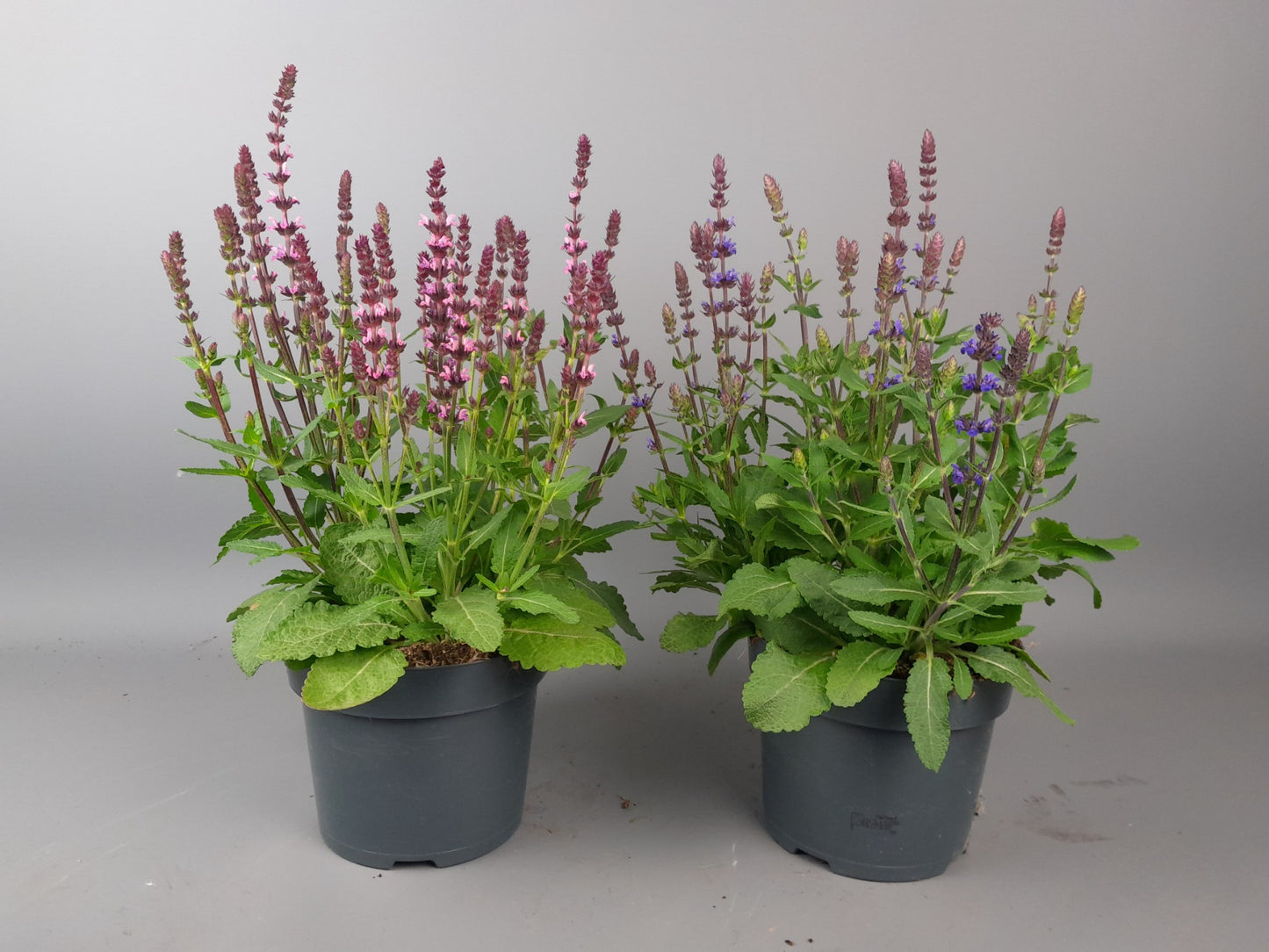 Salvia microphylla 25cm 17cm Pot