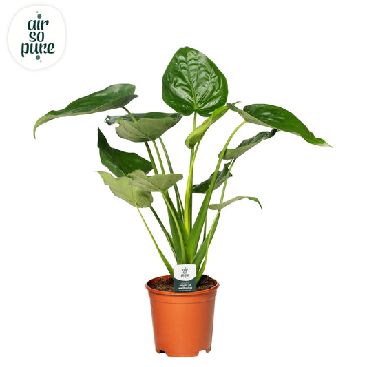 Alocasia cucullata 90cm 24cm Pot