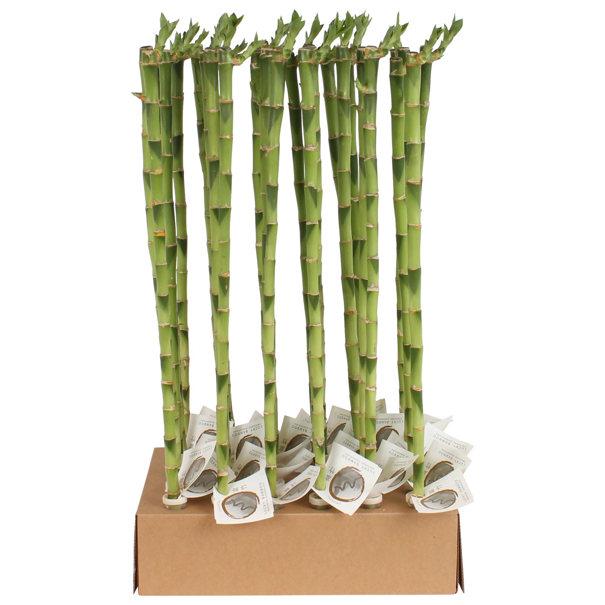 Lucky Bamboo straight 60cm 5cm Pot