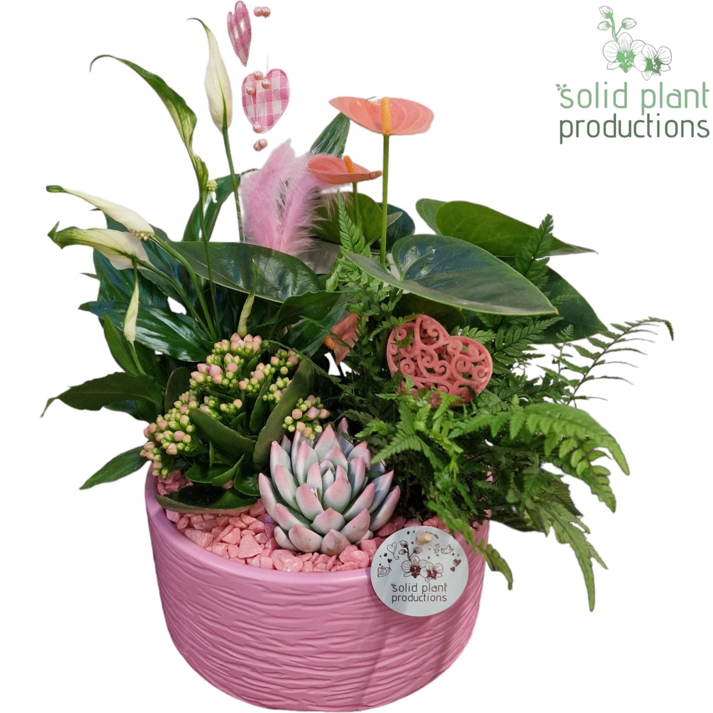 arr. Anthurium SAE004PINKVM 42cm 22cm Pot