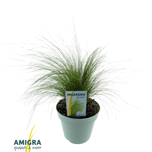 Stipa Ponytails 55cm 17cm Pot