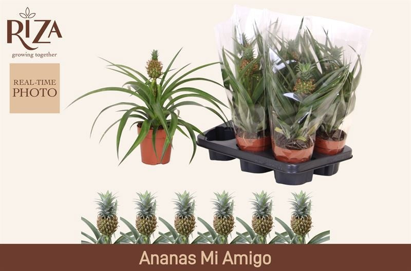 Ananas Mi Amigo 36cm 12cm Pot