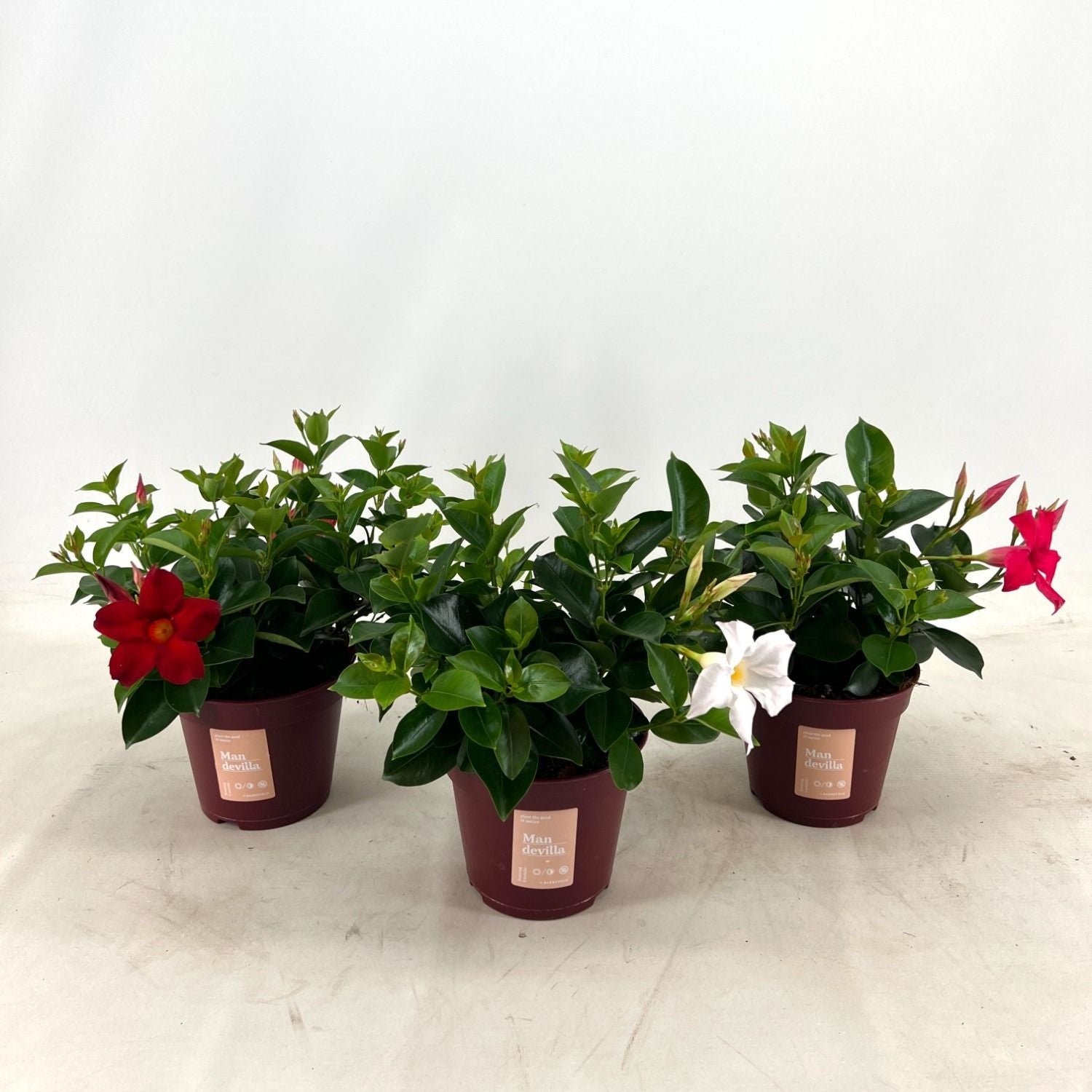 Mandevilla mix 30cm 14cm Pot