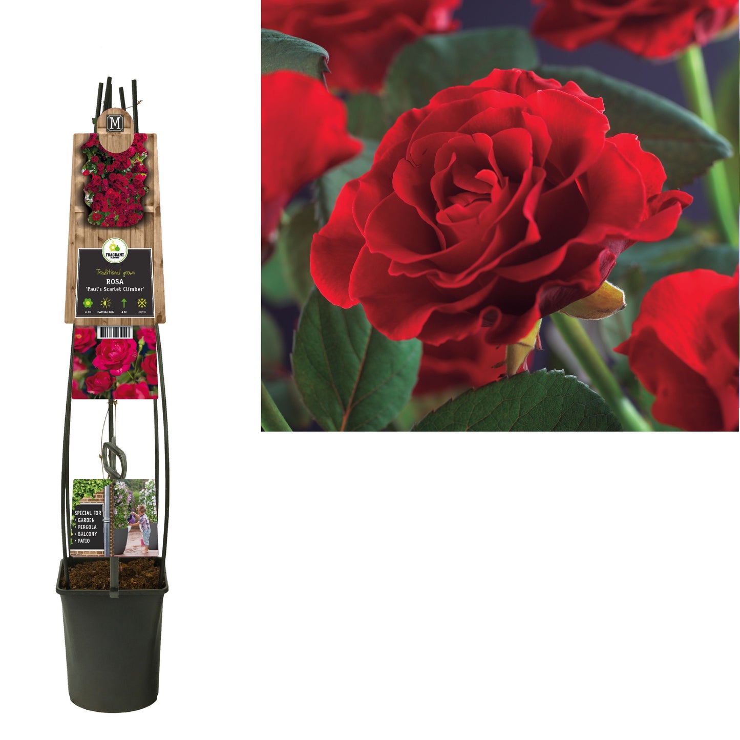 Rosa Paul Scarlet Climber 115cm 23cm Pot