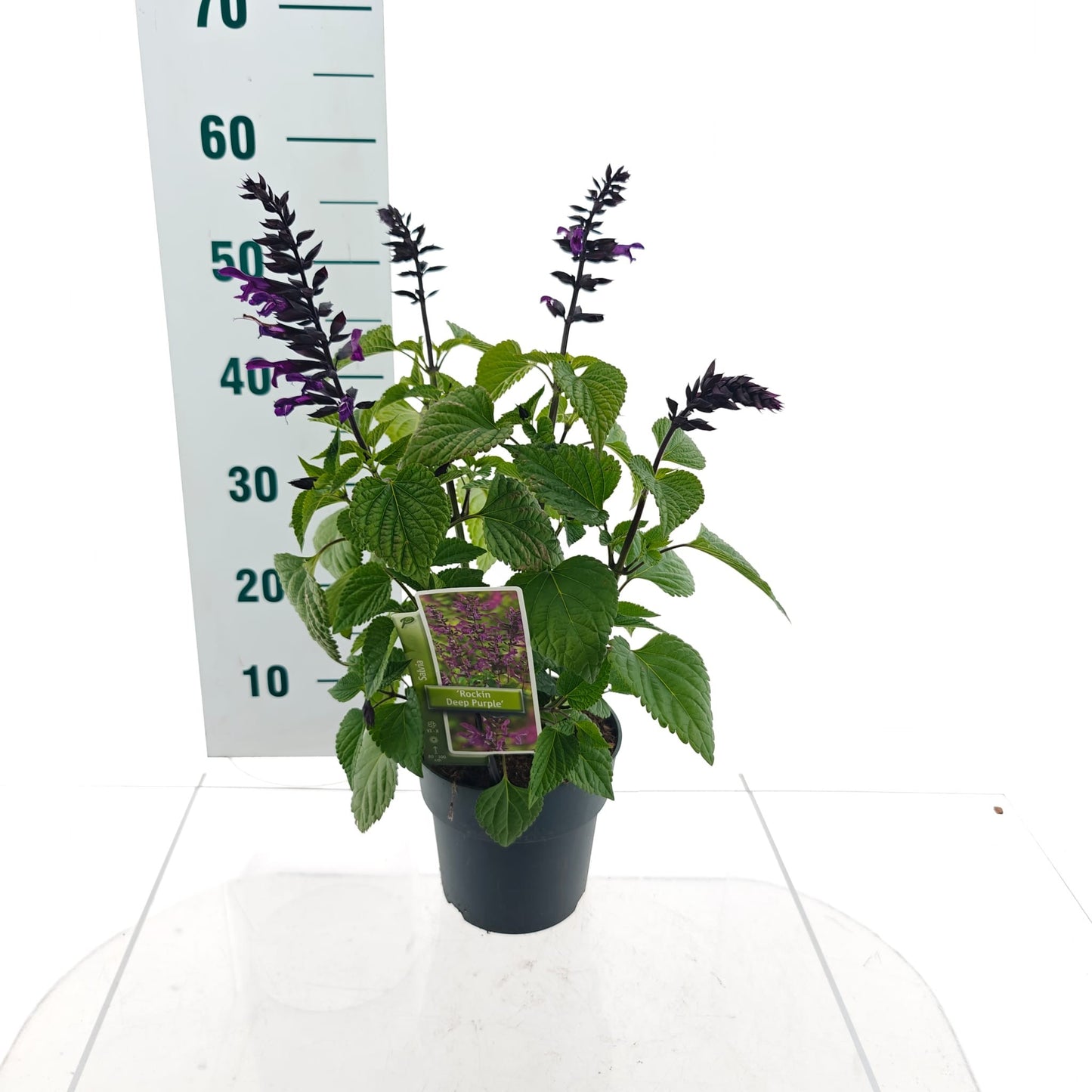 Salvia Rockin Fuchsia 25cm 17cm Pot