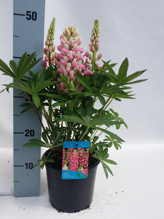 Lupinus pol. Pink Shades 35cm 17cm Pot