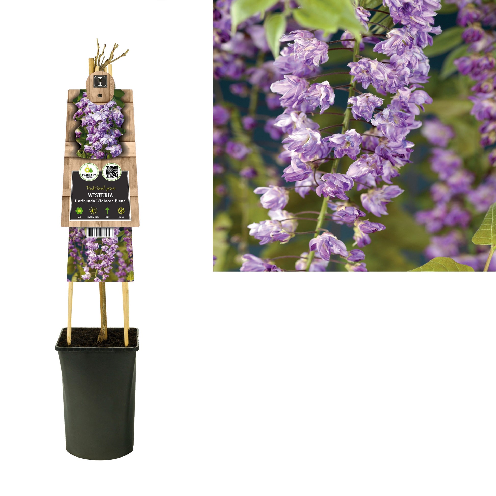 Wisteria flor. Violacea Plena 75cm 17cm Pot