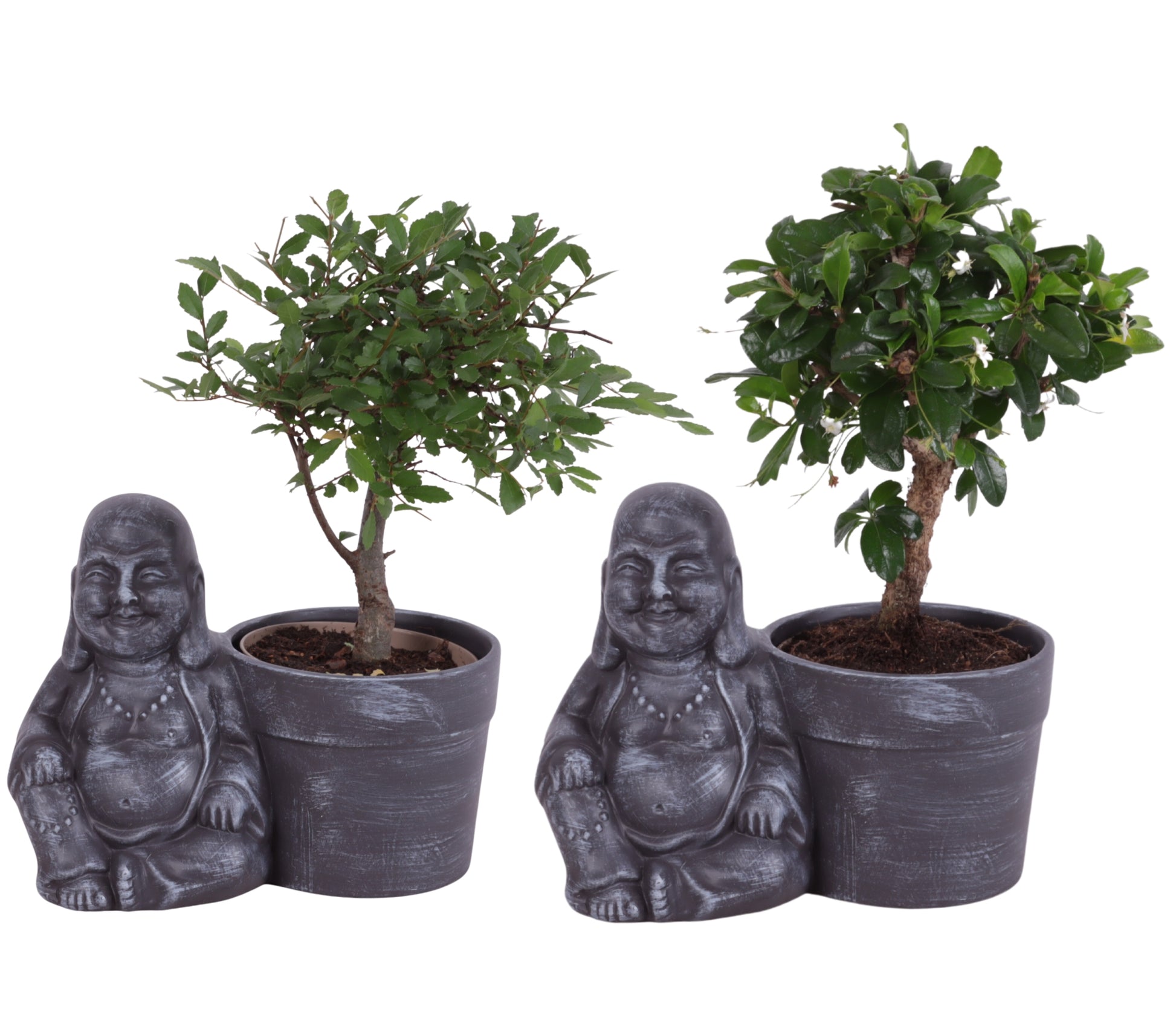 Bonsai mix 25cm 19cm Pot