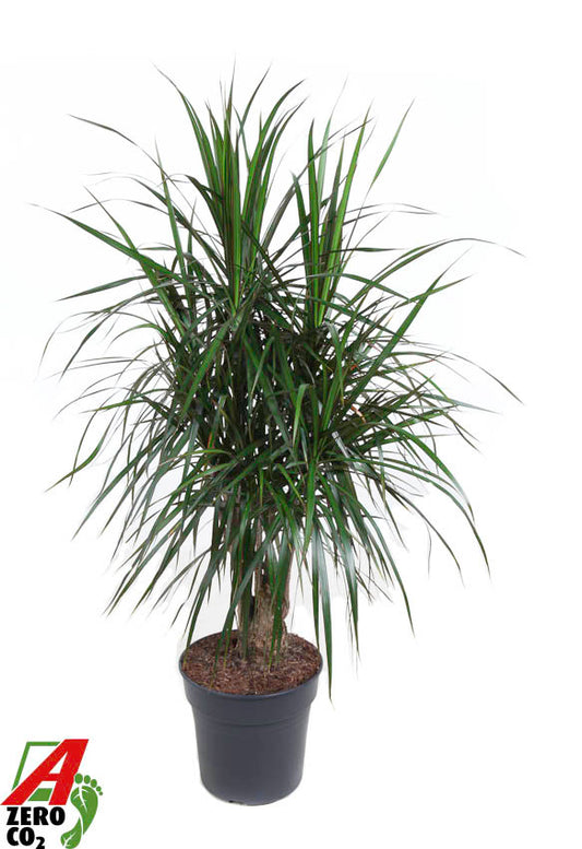 Dracaena marginata branched 130cm 27cm Pot