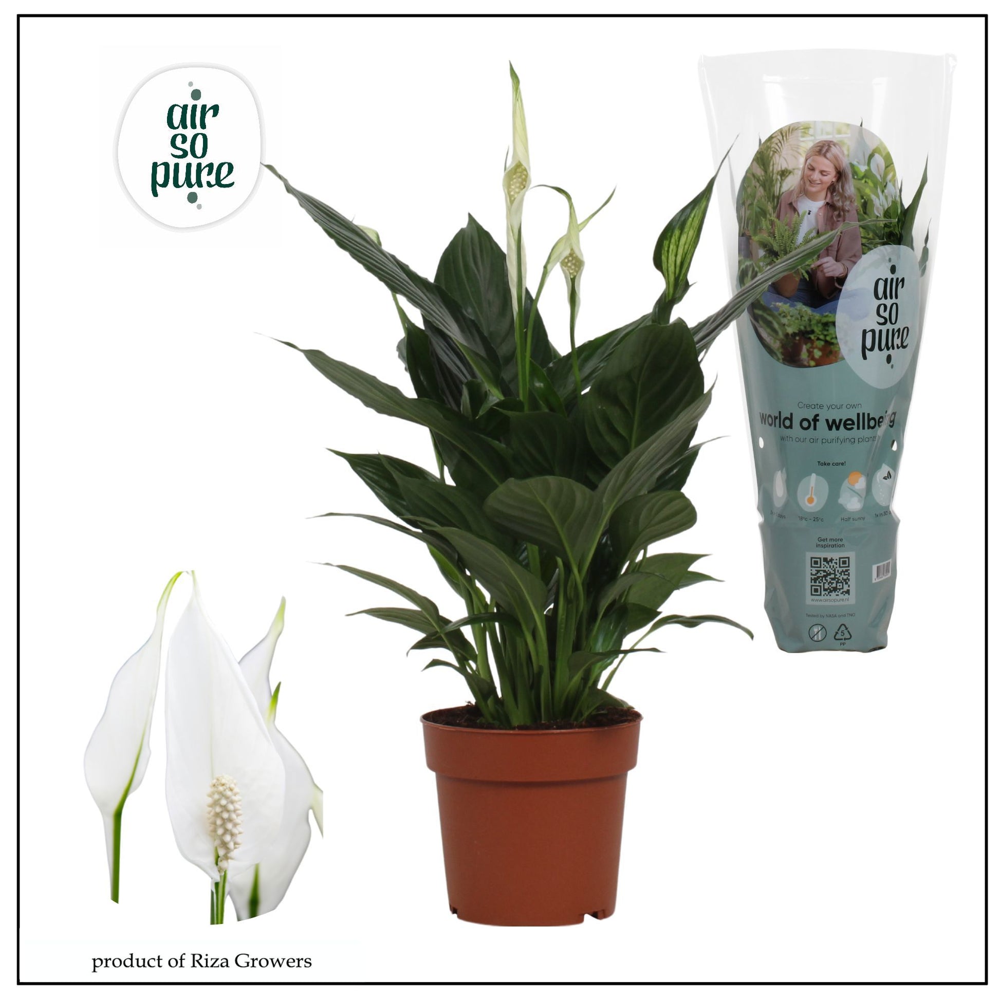 Spathiphyllum Pico Cupido 50cm 13cm Pot