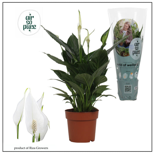 Spathiphyllum Pico Cupido 50cm 13cm Pot