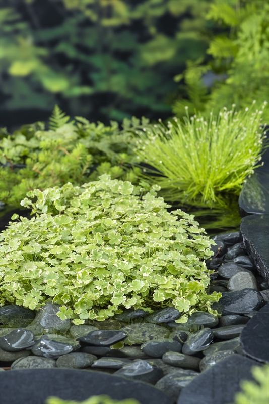 Hydrocotyle Variegata (11 x11) 21cm 11cm Pot
