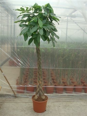 Pachira aquatica braided 190cm 35cm Pot