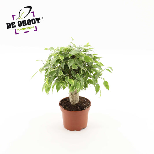 Ficus benjamina Kinky Jute standard 28cm 12cm Pot