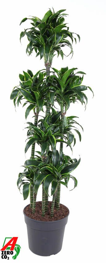 Dracaena fragrans Dorado caroussel 170cm 34cm Pot
