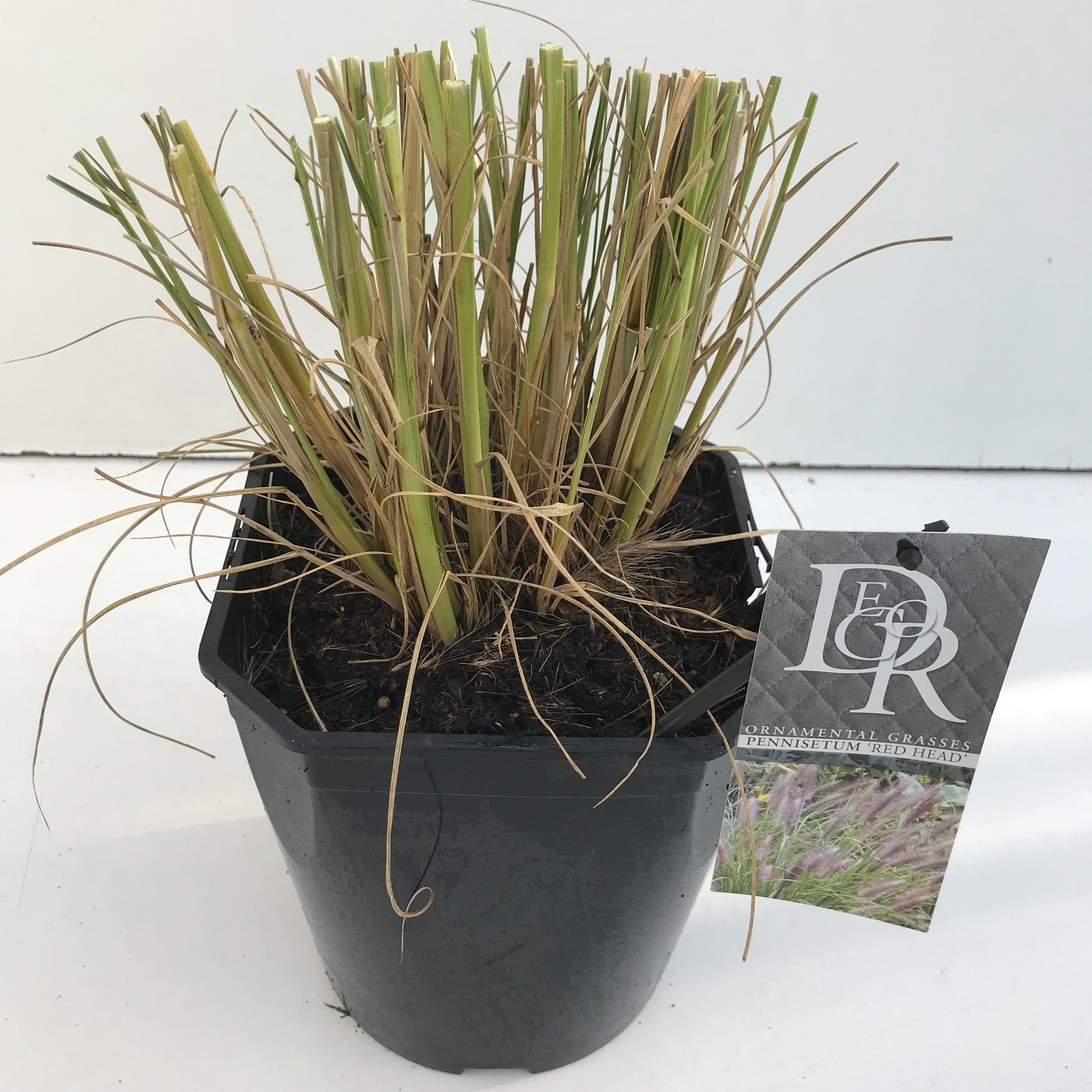 Pennisetum Red Head 70cm 23cm Pot