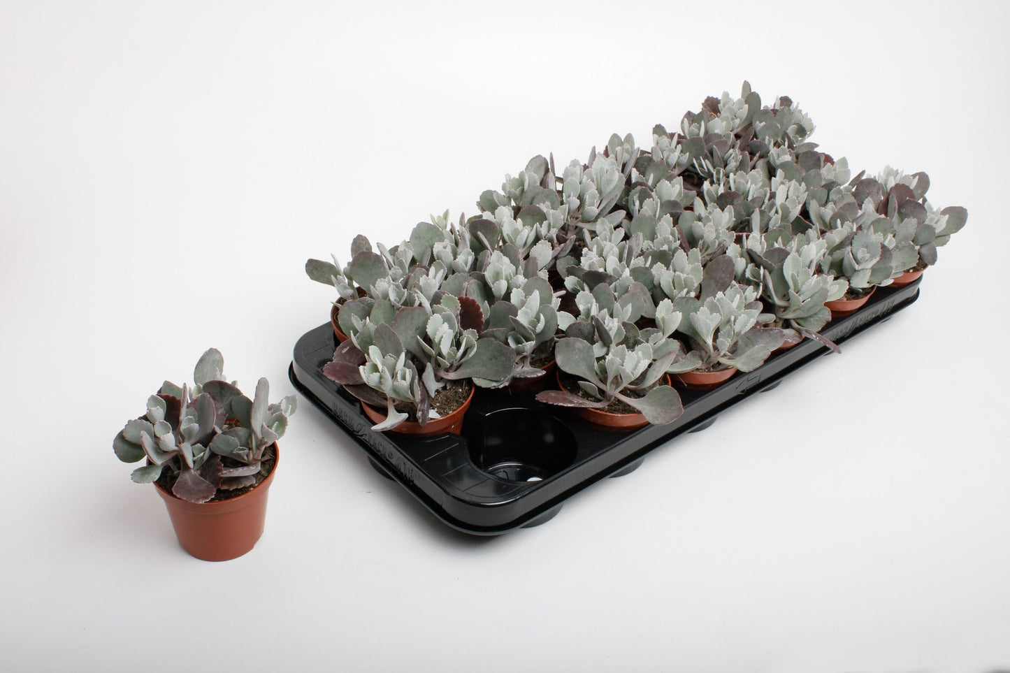 Kalanchoe pumila 12cm Special Pot (508)