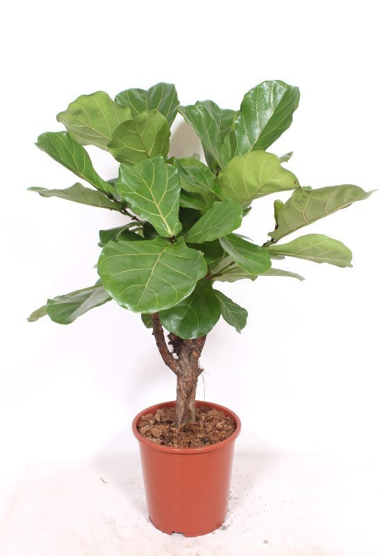 Ficus lyrata branched 110cm 27cm Pot
