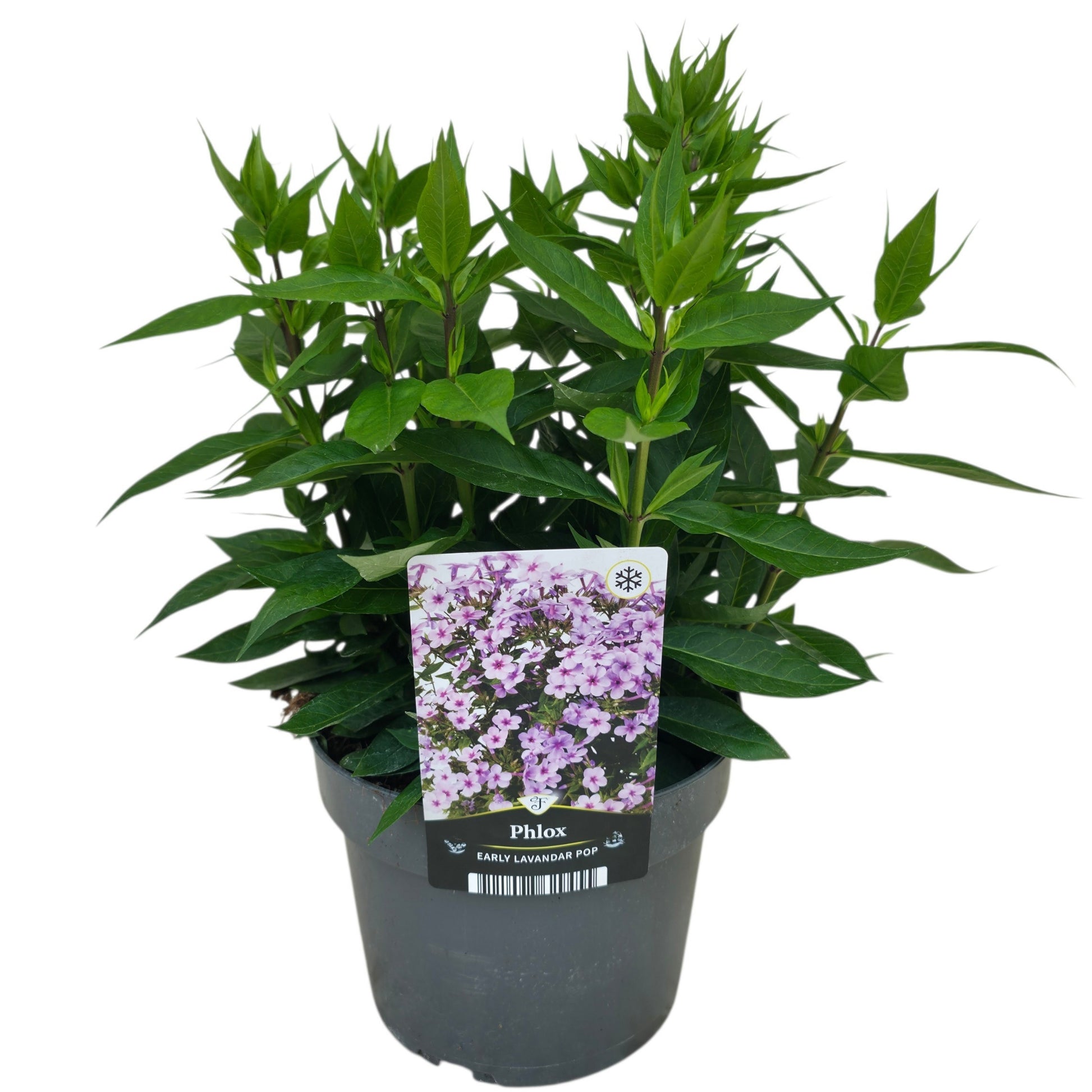 Phlox paniculata Early Pink 40cm 17cm Pot