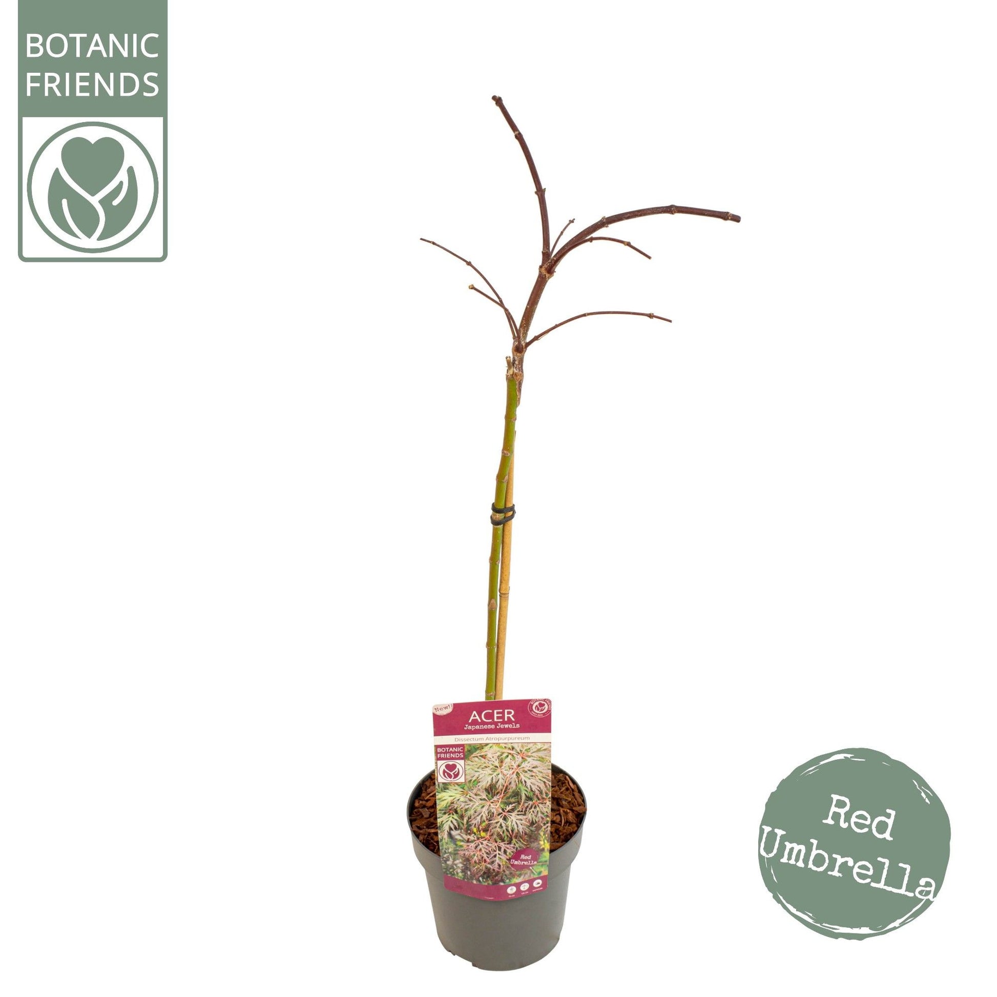 Acer Dissectum 80cm 19cm Pot
