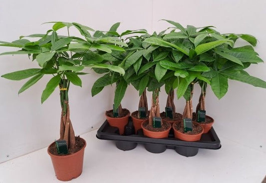 Pachira aquatica 55cm 14cm Pot