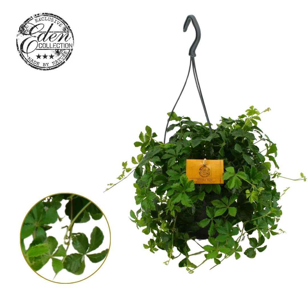 Parthenocissus inserta 25cm 15cm Pot