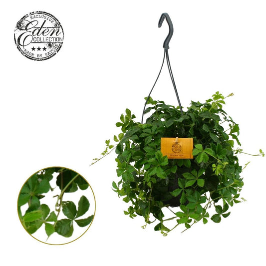 Parthenocissus inserta 25cm 15cm Pot