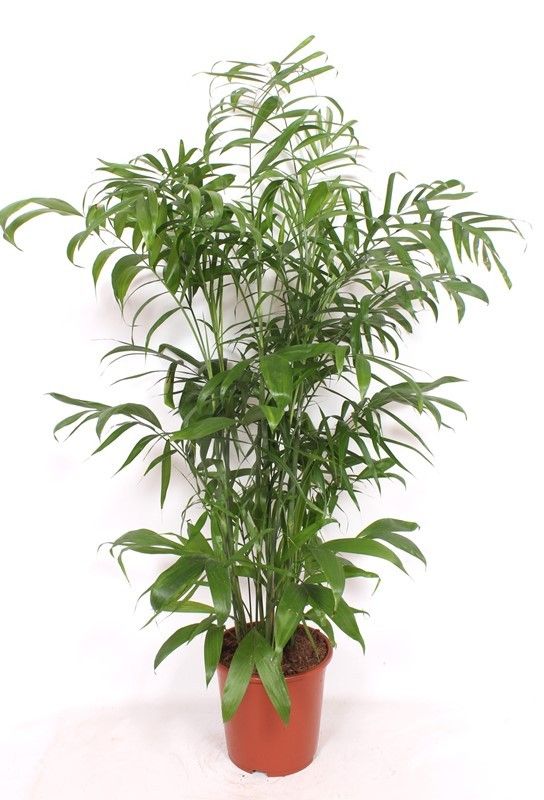 Chamaedorea seifrizii 150cm 27cm Pot